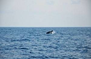 1901131_10152229955467350_1853006027_n