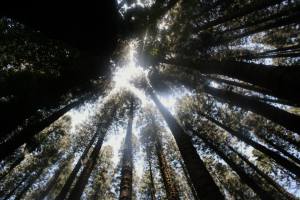 10404884_10152581241182350_6577702726704232986_n