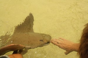 They feel like a slimy balloon.