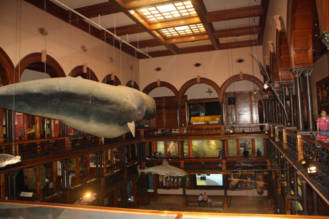 The main hall is three levels of natural history and cultural artifacts.