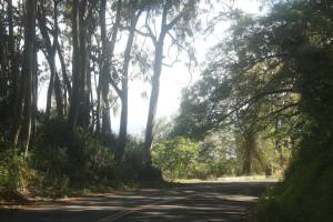 Crazy road with crazier vegetation. 