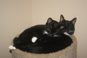 I find them like this frequently