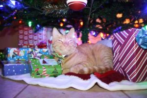 Jack was quite content to just snuggle by the boxes.