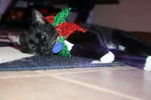 Taz was worn out by all the festivities.