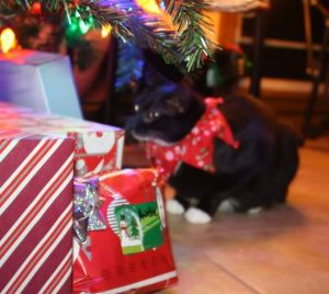 Him a snooping the gifts.