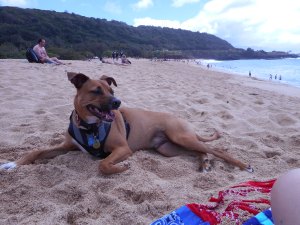 Audie enjoying his day on the beach.