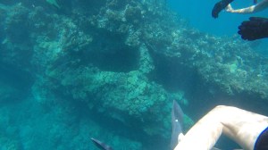 Turtle sighted in those crevices.