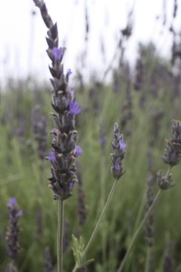 Up close. I wish you could smell it!