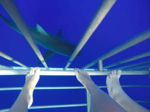 Swimming below the cage