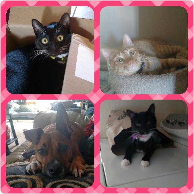 12754912_10153936649817350_1328717999_o