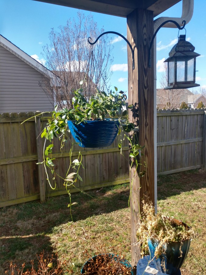 img_20190203_130035606_hdr-1